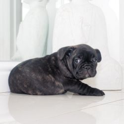 Beautiful French Bulldog Puppy For Sale
