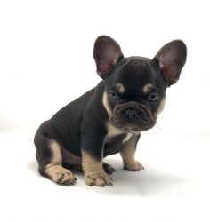 Stunning French Bulldog Puppies For Sale