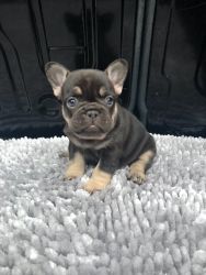 Stunning French Bulldog Puppy For Sale