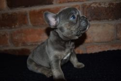 French Bulldog Puppies for sale.