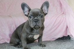 Reg French Bulldogs Blue Fawn Triple Carriers