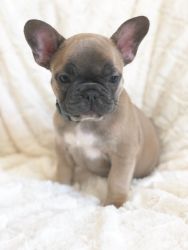 Fawn French Bulldog Puppies. Ready Now!