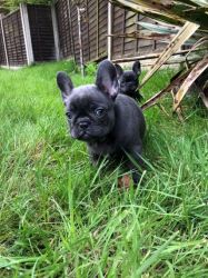 Blue French Bulldogs For Sale