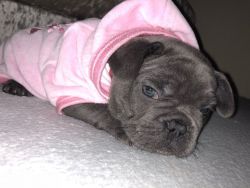 French Bulldog Puppies Available Blue And Brindle