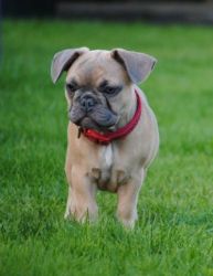 stunning French Bulldog Puppies For Sale