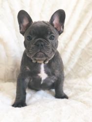Last French Bulldog Puppy For Sale