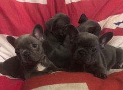 Frenchie Blue Female Kc Pups Health Tested
