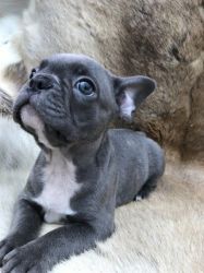 4 Beautiful French Bulldogs Have Now Arrived