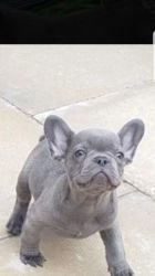 Frenchie Puppie Updated (o Ct 14th 2018)