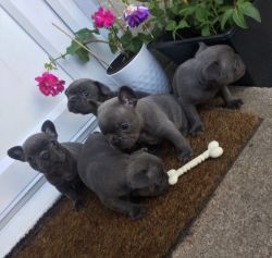French Bulldog Blue Puppies Kc Hc Clear 8 Weeks
