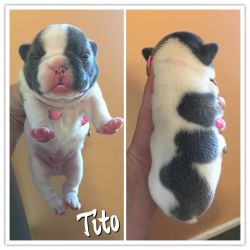 Akc French bulldogs blue pieds