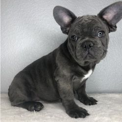 Two Lovely Blue Male French Bulldog Puppies