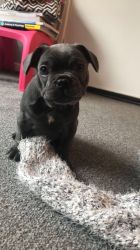 Adorable, playful and lovely puppies up for adoption