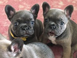 French Bulldog Blue Puppies Kc Hc Clear 9 Weeks