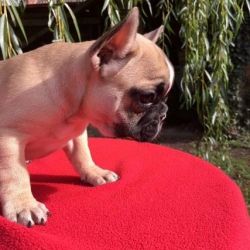 Litter of outstanding french bulldog pups for adoption