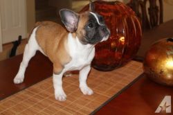 Loving healthy frenchbuldog for sale
