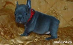 French-bulldogs puppies for christmas