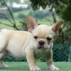 Adorable french bulldog puppies for rehoming today