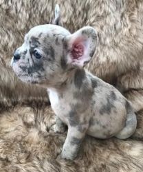 Merle French Bulldog Puppies for sale.
