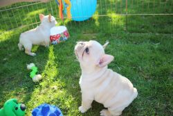 Cream White French Bulldog for Adoption