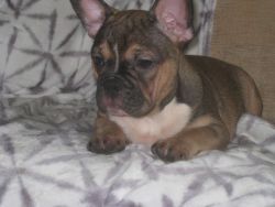 KC registered French Bulldogs for sell