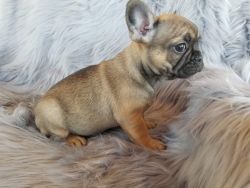 Only 1 left!!! French Bulldog Puppy for sale