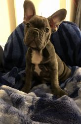 Frenchie Male Pup