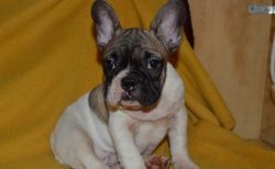 Well socialized French Bulldog Puppies