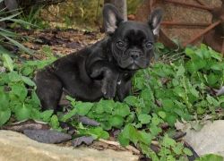 House trained French Bulldog Puppies