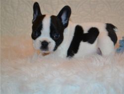 Healthy Mini French Bulldog puppies For Sale