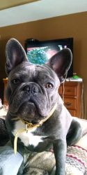Sproull fabulous French bulldog of Howell Michigan