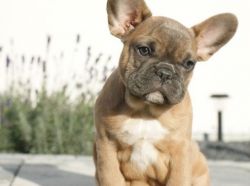 Beautiful Gorgeous Face French Bulldog Puppies