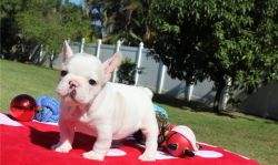 Home raised French Bulldog puppies