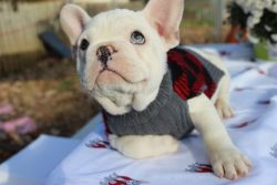 Beautiful frenchie blue fawn male
