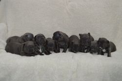 French bulldog for sell