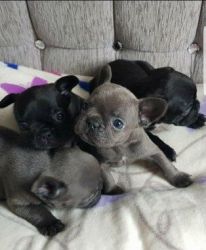 French Bulldog Puppies available for sale