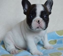Cute and healthy French Bulldog Puppies