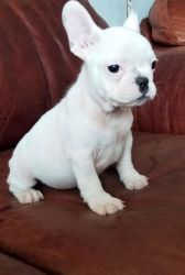 Nice and Healthy French Bulldog Puppies