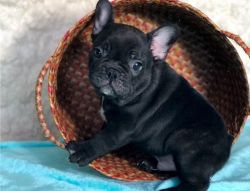 Top Quality French Bulldog Puppies Available Now