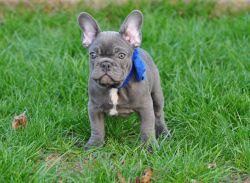 Brave home raised 12 weeks French Bulldogs for sale