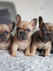 French bulldog Puppies for sale