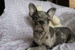 Top Quality French Bulldog Puppies