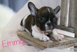 Emmy - French bulldog