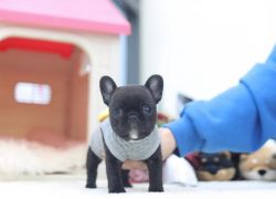 Top Class Teacup French Bulldog Puppies Available