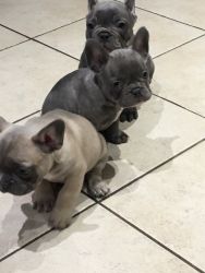 Registered Solid Blue French Bulldog Puppies