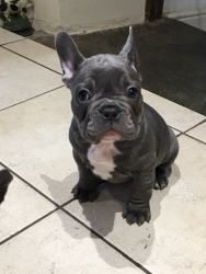 4 Left From Litter Of 6 French Bulldogs