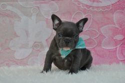 Sweet French Bulldogs for sale