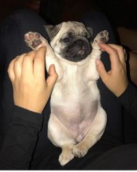 Lovely male and female Pug puppies for adoption