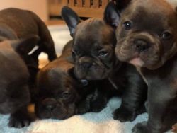French Bulldogs Ready To Leave