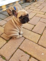 AKC French Bull Dog For Sale